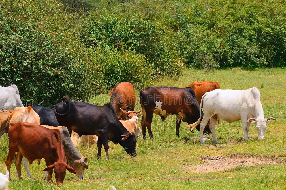 Beef cattle grazing on a farm